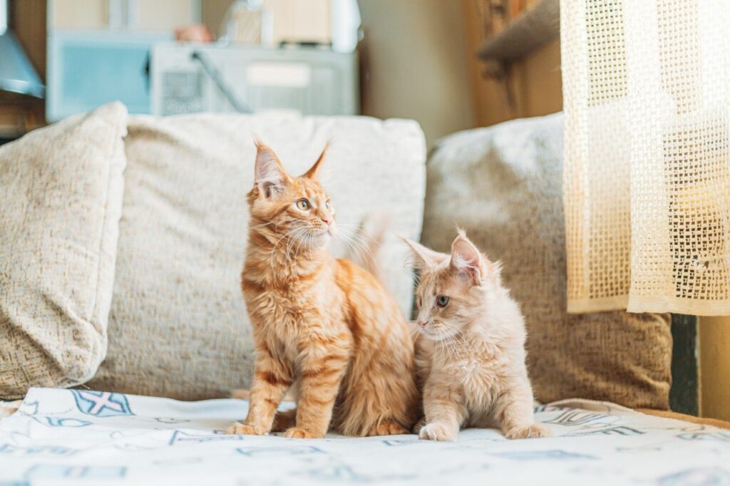 Gatos Unicos - Art and Pet
