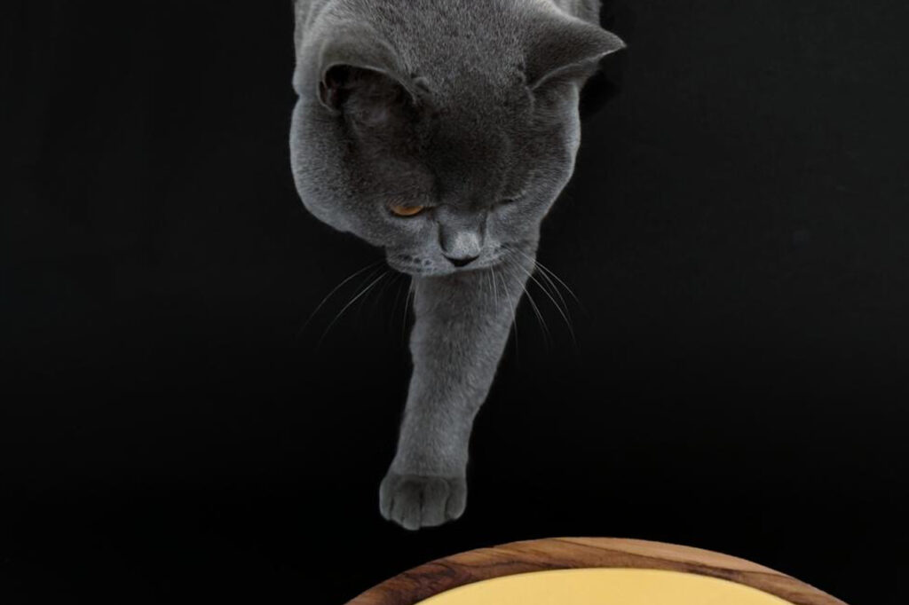 Diseños-Unicos-Art-and-Pet