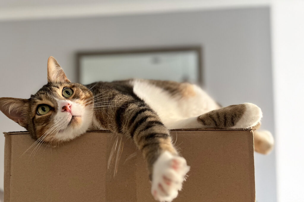 Porque-Elegir-Art-and-Pet2